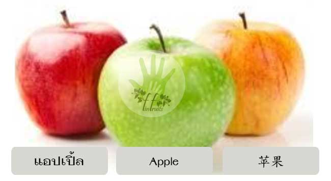 ขาย รับ ซื้อ ส่งออก แอปเปิ้ล ต้นไม้ พันธุ์ ผลผลิต ผลไม้ แอปเปิ้ล