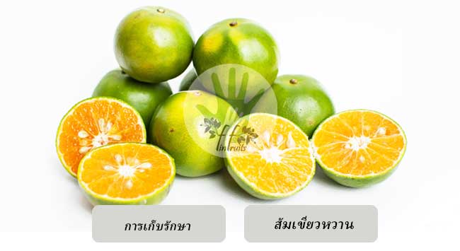 การเก็บรักษา ผัก ผลไม้ ส้มเขียวหวาน  การเก็บผลไม้ ผลไม้อินทรีย์