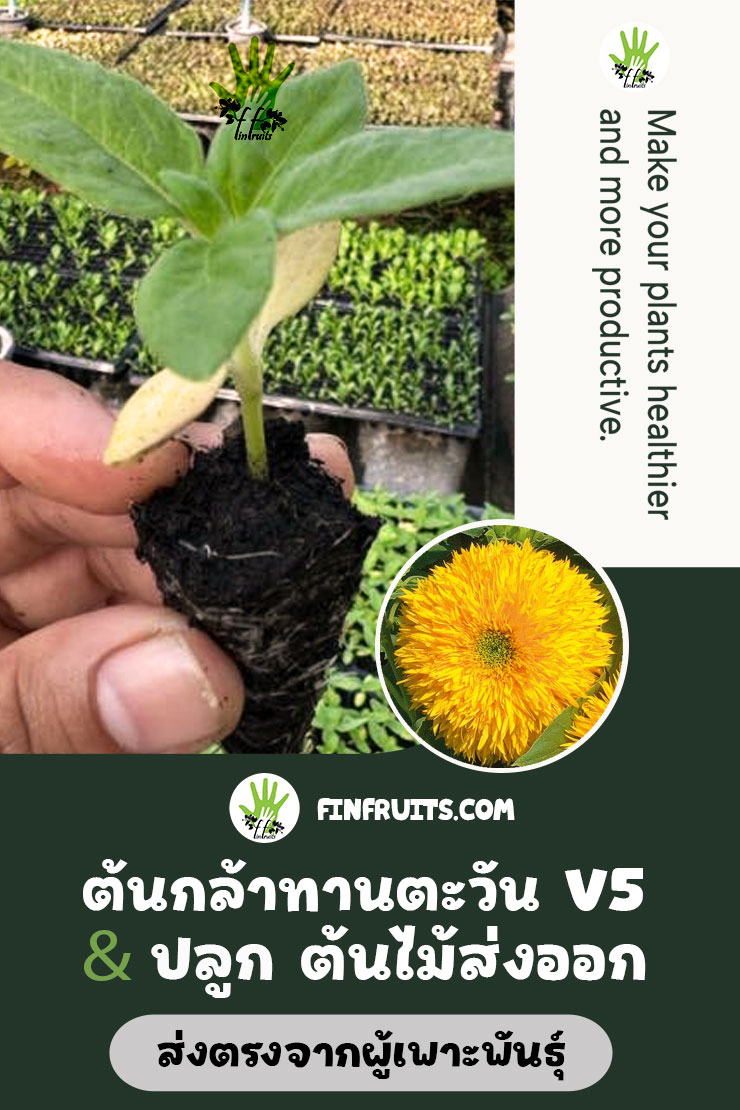 การปลูก ดอกไม้ ดอกทานตะวันV5 ต้นกล้า ต้นพันธุ์ ผัก ส่งออกต้นไม้|ขายส่งต้นไม้|ขายส่ง พรรณไม้|ขายส่งพันธุ์พืช|ขายส่งพันธุ์ผัก|ขายส่งเมล็ดพันธุ์|พันธุ์พืช