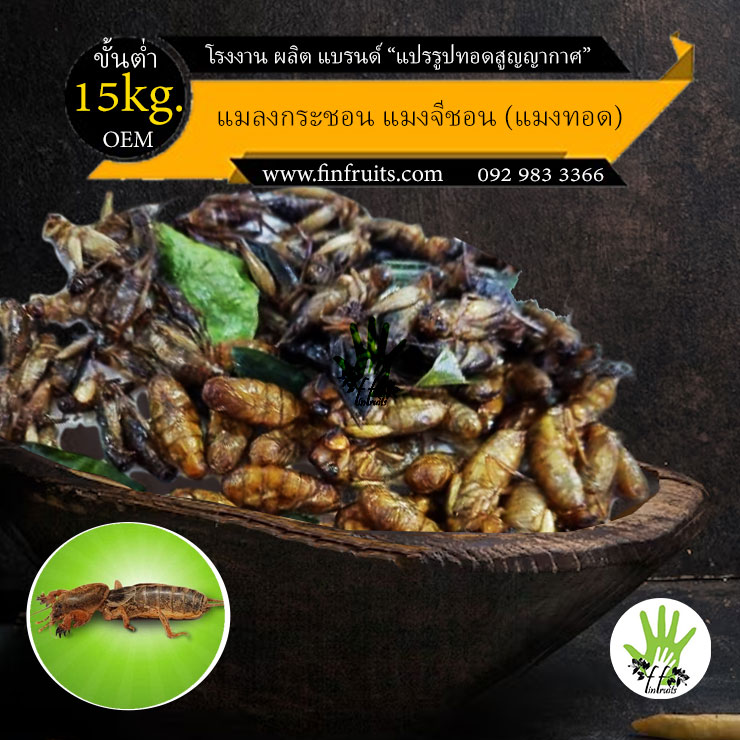 ผลิตอาหาร รับ แปรรูป แมงแมลงทอด แมงกะชอน Mang Kra Chon thai insects food  beetle chips snack crispy Thailand food processing industryMang Kra Chon 泰国昆虫食品甲 โรงงาน OEM